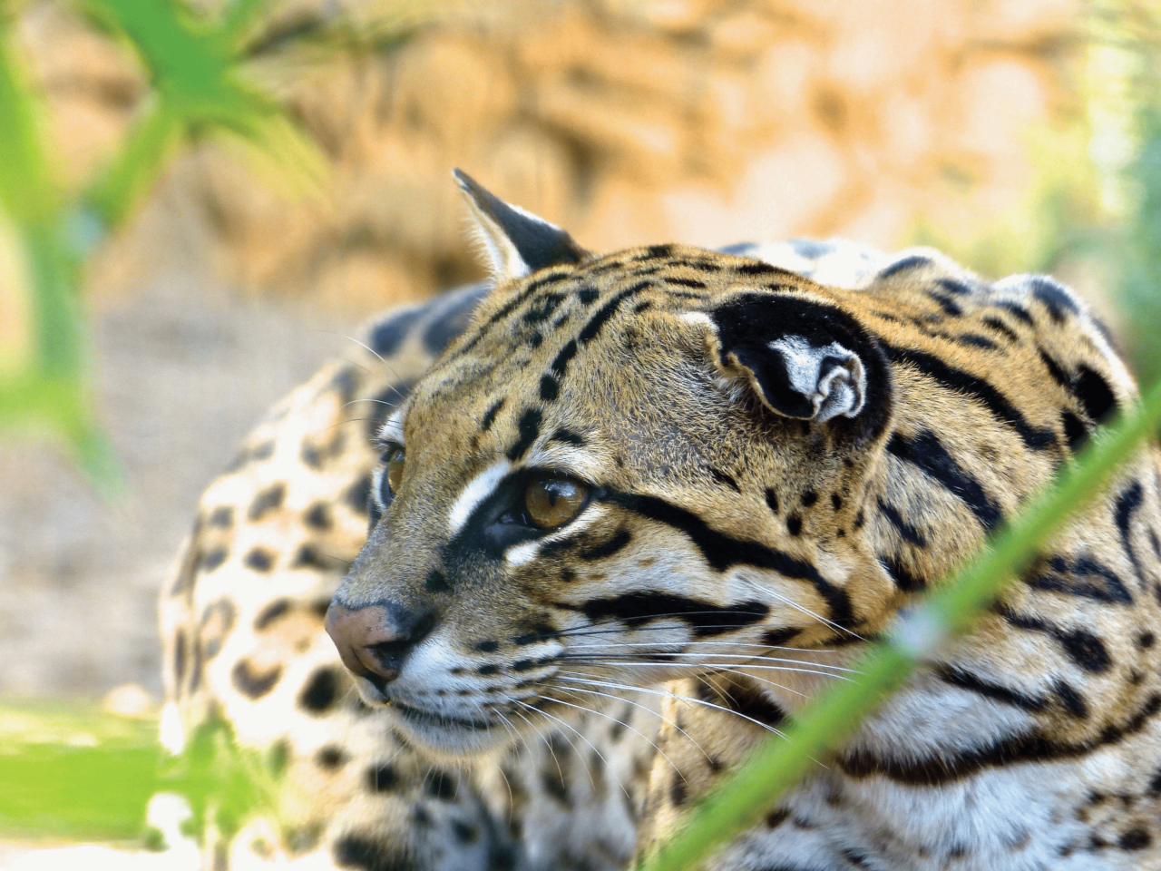 parc-animalier-zoa-vid-os-th-o-dauphin